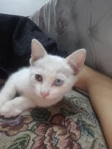 котята ош: 2 месяца, Девочка, Белый, Приучена к лотку — 1