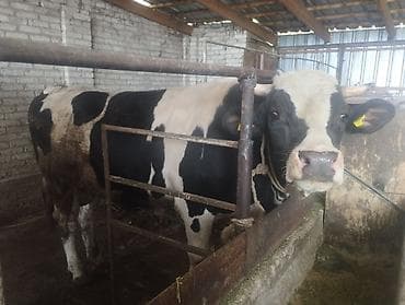 Продаю | Бык (самец) | Голштин | Для разведения | Племенные at lalafo.kg Продаю | Бык (самец) | Голштин | Для разведения | Племенные