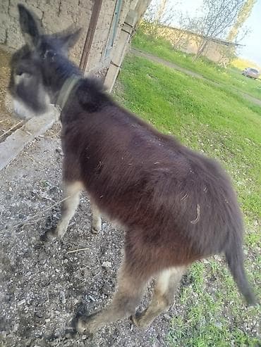 собака маленькая: Осёл (молодой жеребец) - Порода: домашний осёл, компактного роста. - — 3