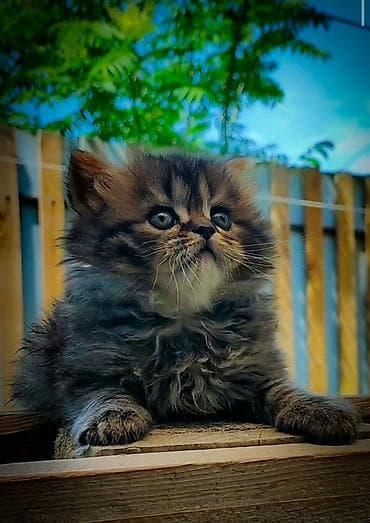 бесплатно отдам машину: -! ШОТЛАНДСКИЕ ПОРОДИСТЫЕ КОТЯТА ! — 2