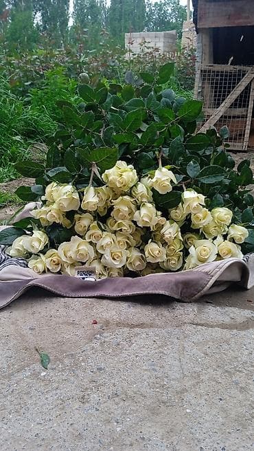 Ёлки: Розы с собственного розария — срезка и букеты - Сорта: классические — 5