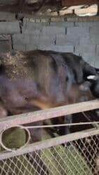 гидропонный зеленый корм цена: Продаю | Тёлка | Для разведения, Для молока | Стельные — 8