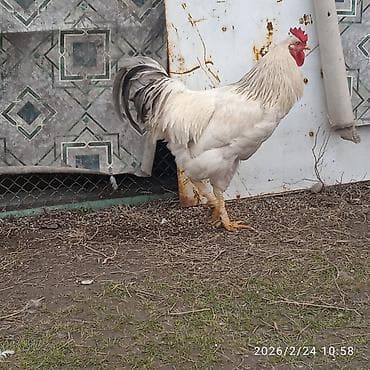 беде пирес: Продаю | Петух | Брама | Для разведения — 2
