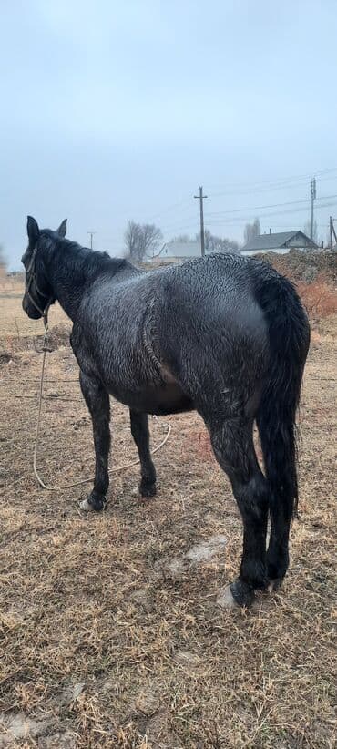 объявления о продаже собак: Продаю | Кобыла (самка), Жеребец | Полукровка | Для разведения | Племенные — 4