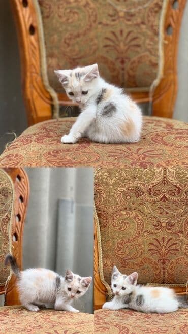 скоттиш фолд шотландская вислоухая кошка: Скотиш Страйт (Шотландиялык тик кулактуу), 2 айлык, Эркек, Биколор, Эмделген, Аргын, Лотокко барууга үйрөтүлгөн — 3