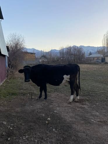 племенные коровы молочные купить: Продаю | Корова (самка) | Полукровка | Для молока | Привязанные — 3