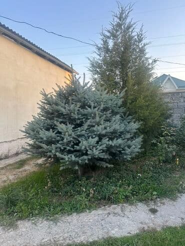 колоновидная туя: Голубая ель (Picea pungens ‘Glauca’) для озеленения участка. - Хвоя — 6