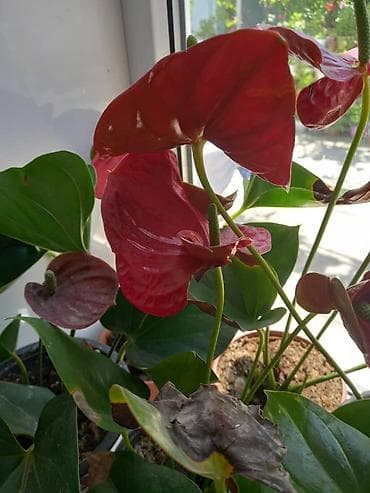 карликовый лимон купить: Антуриум (Anthurium andreanum) в горшке. - Эффектные красные — 10