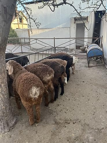 бараны ягненок: Продаю | Ягненок | На забой | Племенные — 6