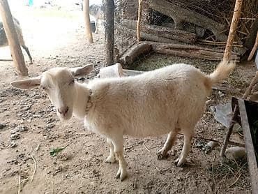 для молока: Продаю | Коза (самка) | Зааненская | Для молока | Котные — 4