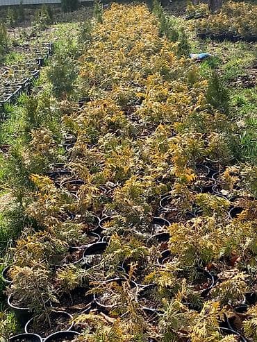 Садовая мебель: Саженцы деревьев: Туи — 4