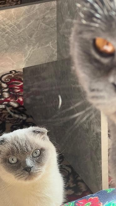 я ищу котят: Продам котят с Родителями можно и отдельно Шотландские вислоухие — 1