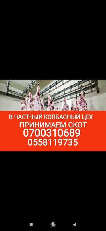 сатам алмашам: Сатып алам | Уйлар, букалар, Жылкылар, аттар, Башка а/ч жаныбарлары | Күнү-түнү, Бардык шартта, Союлган — 1