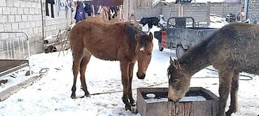 Собаки: Продаю | Жеребенок | Рабочий — 9