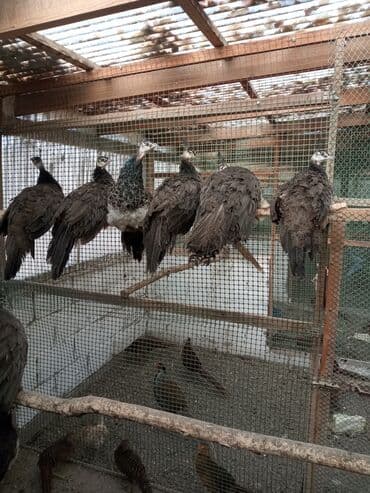 Собаки: Продаю подростков индийских павлинят этого года парами и по — 7