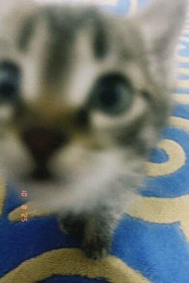 домашние кошки: 1 месяц, Девочка, Рыжий — 8