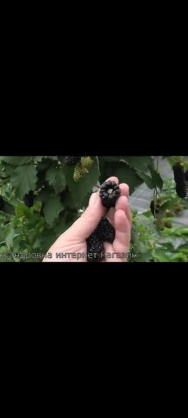молочай миля купить: Ежевика КАРАКА БЛЭК- калючий но очень сладкий и ранний сорт. с — 8
