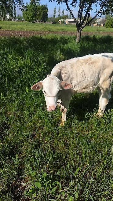 дом животные: Продаю | Тёлка | На откорм | Привязанные — 4