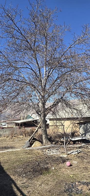 орех на корню: Саженцы — 3