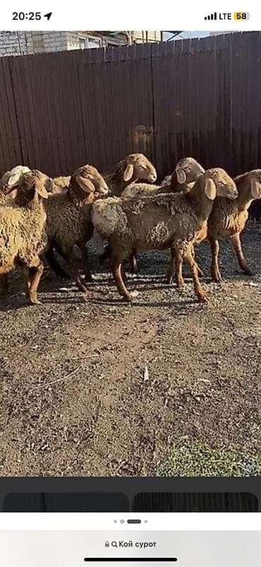 Продаю | Овца (самка) | Для разведения | Племенные
