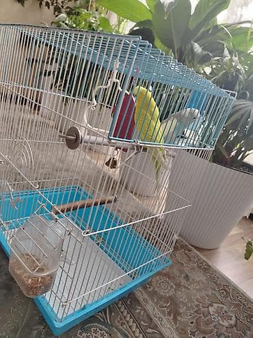 куры цыплята: Волнистые попугаи с клеткой и аксессуарами - Пара волнистых попугаев — 3