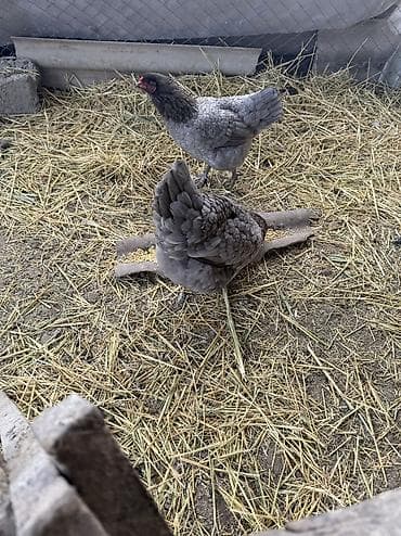 яйцо инкубационное бройлер: Продаю | Куры | Для разведения — 2