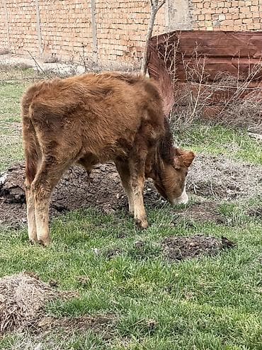 кел кел: Сатам | Бука (эркек) | Аргын, Голштин, Алатоолук — 6