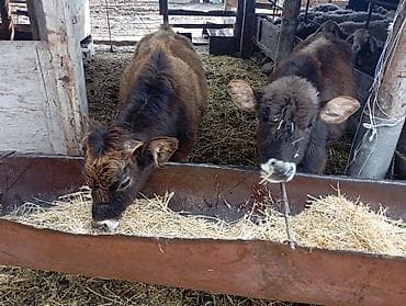 шиншилла цена бишкек: Продаю | Тёлка — 3