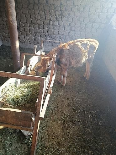 саман сатам: Сатам | Бука (эркек), Музоо | Бордоп семиртүү үчүн, Көбөйтүү үчүн — 1