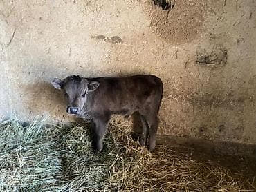 корова быки: Бычок, здоровый ухоженный,коричневого окраса содержится в стойле — 4