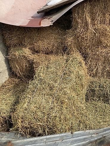 Аквариумы: Сено в тюках Беде - Упаковано в прямоугольные тюки, стянуто — 4