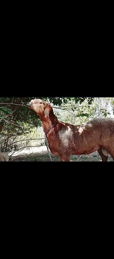 домашные животные: Продаю | Баран (самец) | Арашан | Для разведения | Племенные — 9