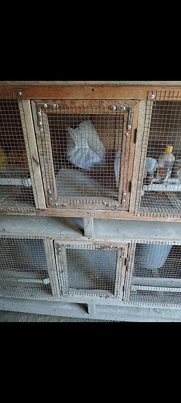 улитка ош: Двухяростный брудер клетка сатылат, абалы жакшы. адресс Бишкек — 3