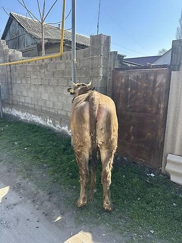 уй карова: Продаю | Корова (самка) | На откорм, На забой, Для разведения | После отела, Привязанные — 5