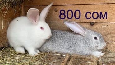 разведение сельскохозяйственных животных: Продаются кроликов — 2