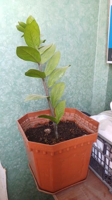 растения для аквариума: Срочно продается — 2