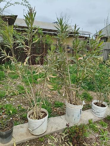 сансевиерия: Комнатные и садовые растения в горшках - Сансевьера (Sansevieria — 1