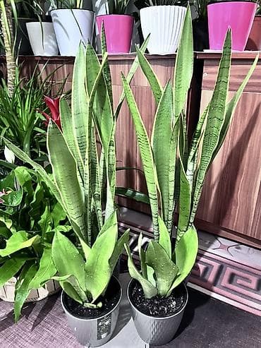 искуственное растение: Сансевиерия (Sansevieria, «тёщин язык», «щучий хвост») в декоративных — 4