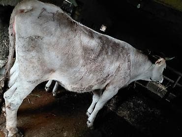 Продаю | Тёлка | На откорм | Привязанные