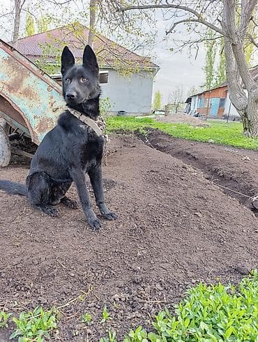 Собака, чёрная, среднего размера, с плотной короткой шерстью и