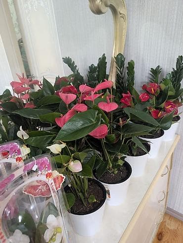 Комнатные розы: Комнатные растения в горшках - Антуриумы (красные и белые соцветия) — 1