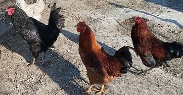 ящик ош: Сатам | Короздор | Суссекс | Көбөйтүү үчүн — 3