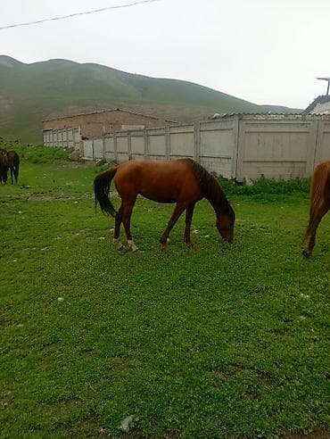 кобыла на забой: Продаю | Кобыла (самка) | Для разведения — 1