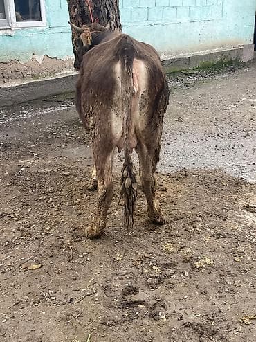 сколько стоит йоркширский терьер: Продаю | Корова (самка) | Швицкая | Для разведения, Для молока — 7