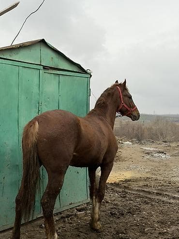 для копыт: Продаю | Конь (самец) | Дончак — 1
