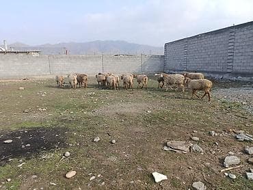 кой соебуз: Продаю | Овца (самка) | На забой | Матка — 5