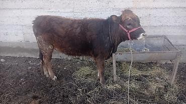 Ветеринар кызматы: Сатам | Кунаажын | Аргын | Бордоп семиртүү үчүн | Байланган — 1