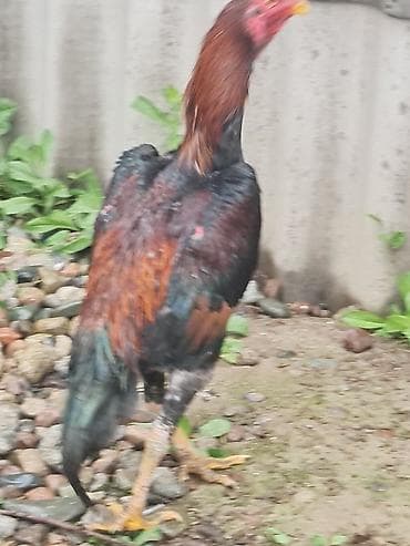 ангуз бука: Продаю | Петух | Бойцовая | Для разведения — 6