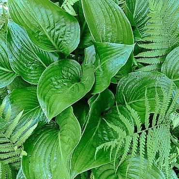 вишня куплю: Садовые многолетники хосты 100-400 сом, хризантемы жёлтые цветут с — 6