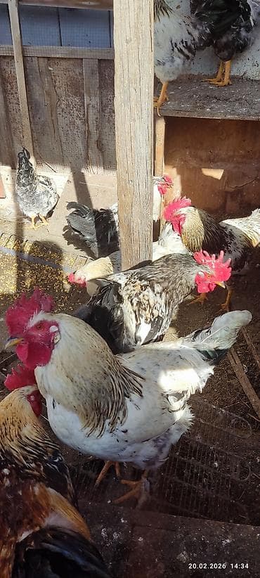 петухи леггорн: Продаю | Петух | Для разведения — 2